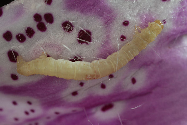 Eupithecia pulchellata: Bild 54