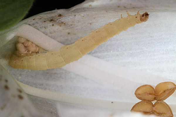 Eupithecia pulchellata: Bild 38