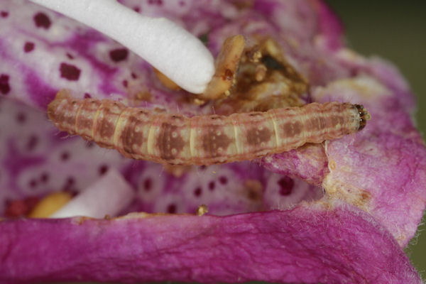 Eupithecia pulchellata: Bild 61