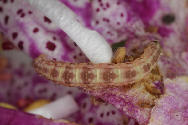 Eupithecia pulchellata: Bild 62