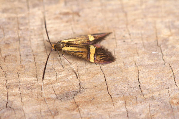 Nemophora degeerella: Bild 4