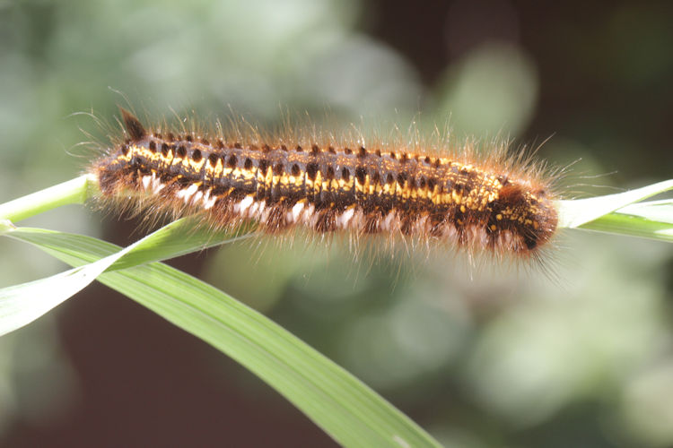 Euthrix potatoria: Bild 3