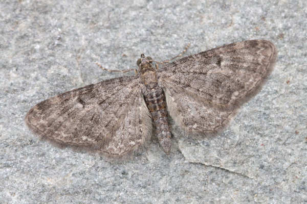 Eupithecia subfuscata: Bild 20