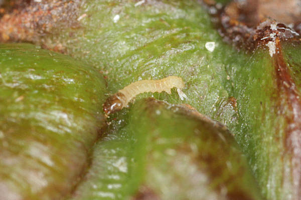 Eupithecia abietaria: Bild 12