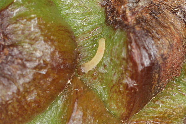 Eupithecia abietaria: Bild 13