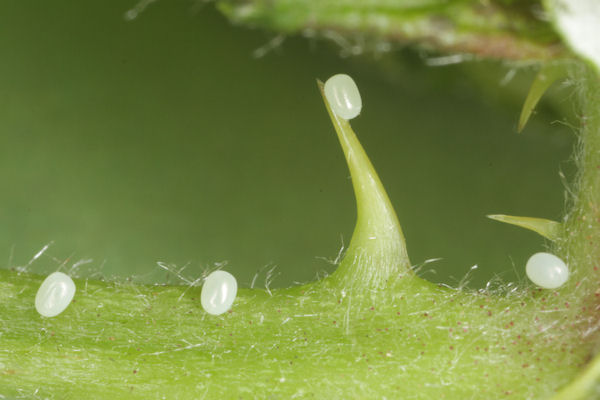 Mesoleuca albicillata: Bild 1