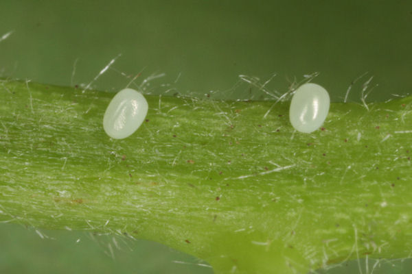 Mesoleuca albicillata: Bild 2