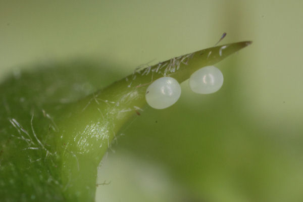 Mesoleuca albicillata: Bild 3