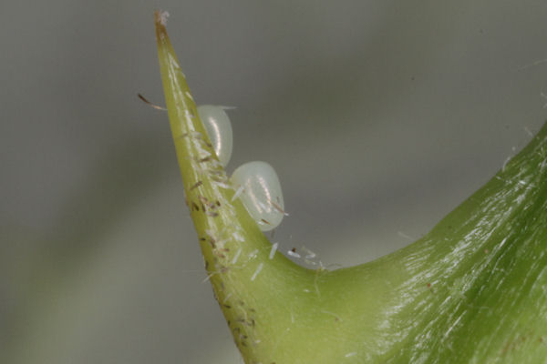 Mesoleuca albicillata: Bild 4