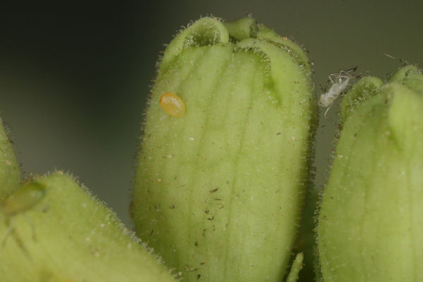 Eupithecia pyreneata: Bild 13