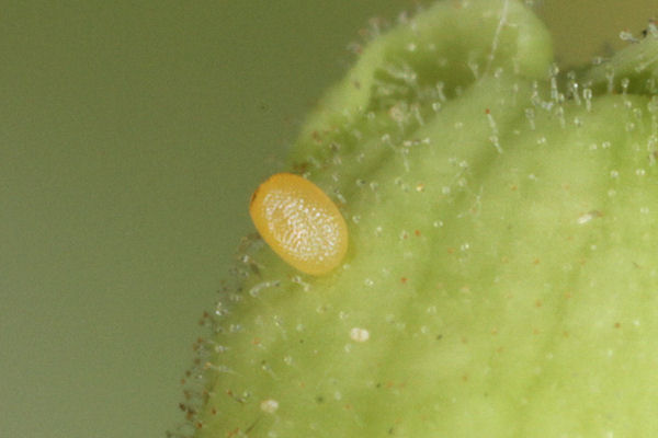 Eupithecia pyreneata: Bild 16
