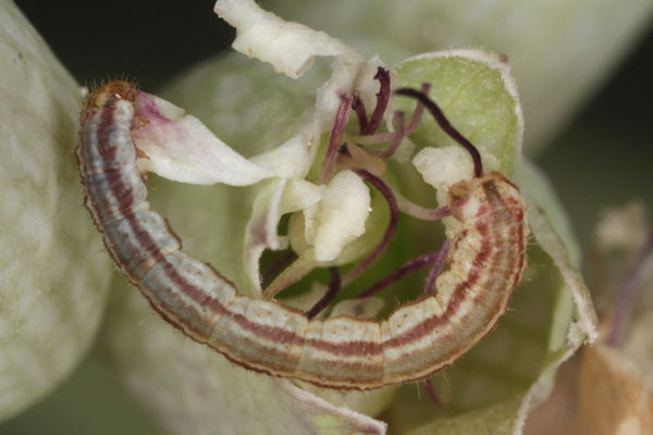Eupithecia schiefereri: Bild 33