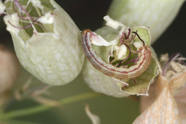 Eupithecia schiefereri: Bild 34