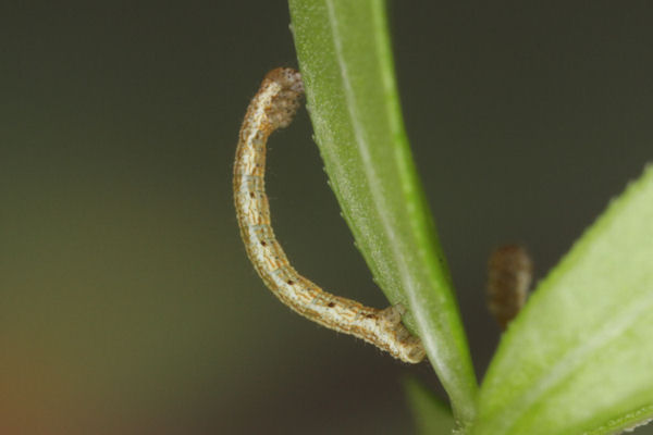 Coenotephria tophaceata: Bild 9