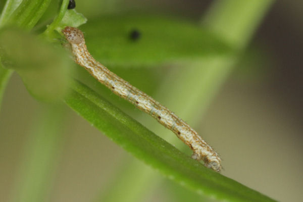Coenotephria tophaceata: Bild 11