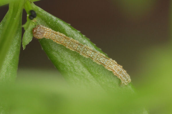 Coenotephria tophaceata: Bild 12