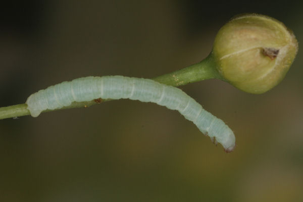 Eupithecia egenaria: Bild 19