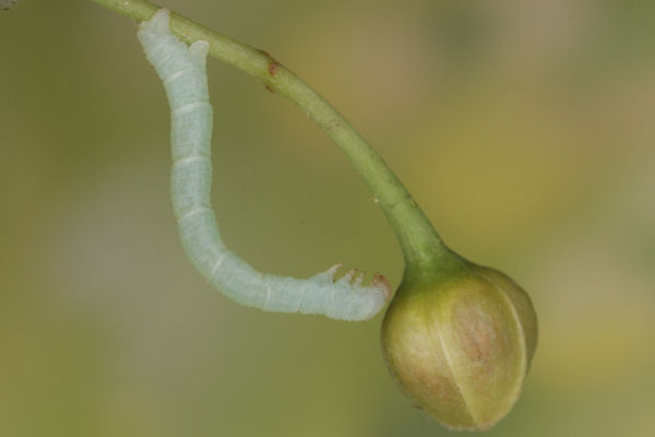 Eupithecia egenaria: Bild 21