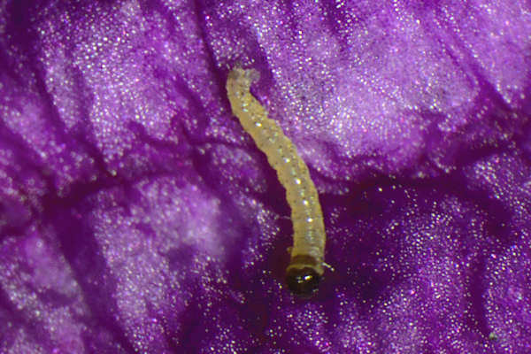 Eupithecia pulchellata: Bild 10
