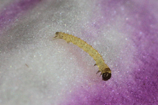 Eupithecia pulchellata: Bild 13