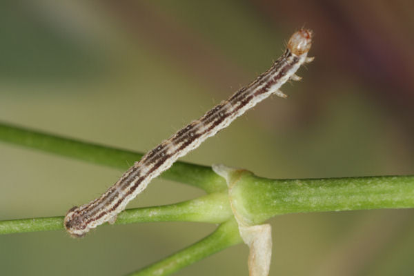 Eupithecia schiefereri: Bild 41