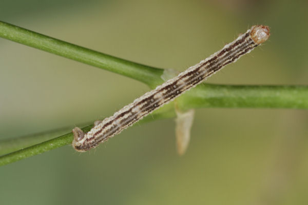 Eupithecia schiefereri: Bild 42