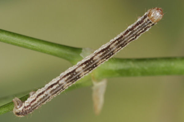Eupithecia schiefereri: Bild 43
