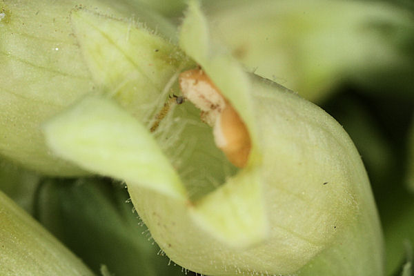 Eupithecia pyreneata: Bild 20