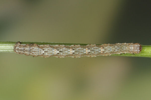 Coenotephria tophaceata: Bild 13