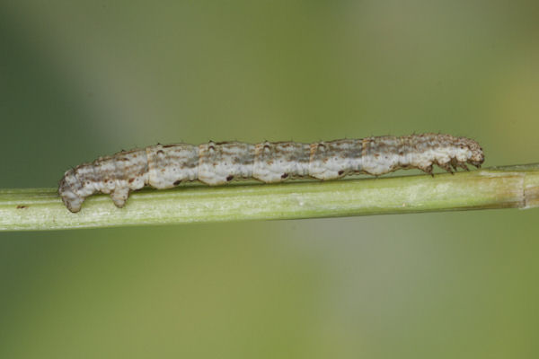 Coenotephria tophaceata: Bild 15
