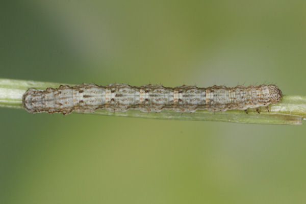 Coenotephria tophaceata: Bild 16