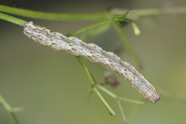 Coenotephria tophaceata: Bild 17