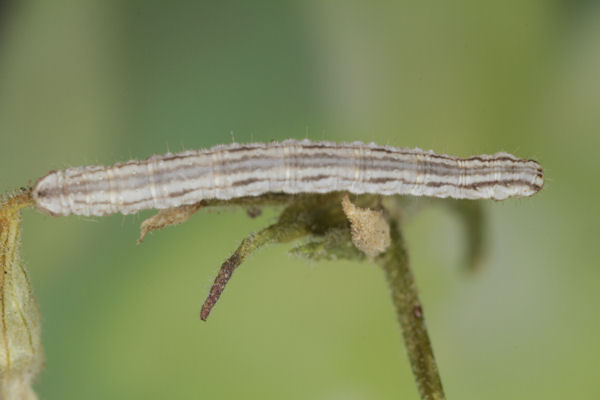 Eupithecia schiefereri: Bild 44