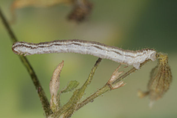 Eupithecia schiefereri: Bild 45