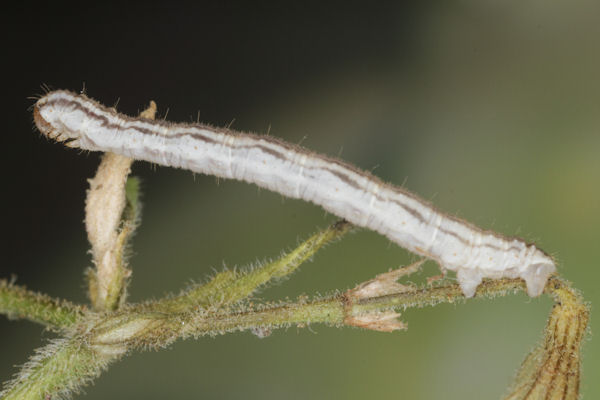 Eupithecia schiefereri: Bild 48