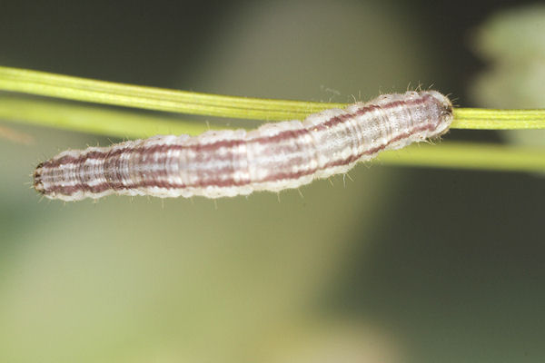Eupithecia schiefereri: Bild 49