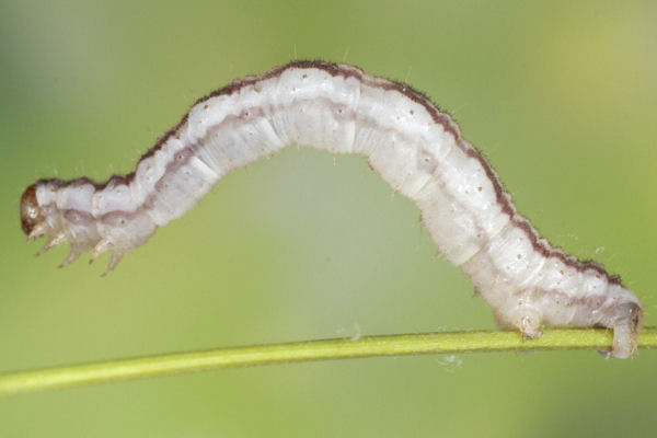 Eupithecia schiefereri: Bild 51