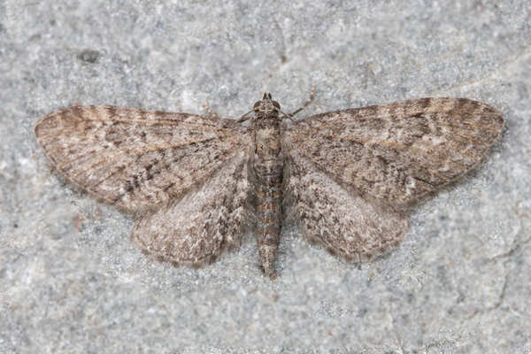 Eupithecia vulgata: Bild 10