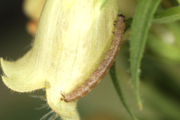 Eupithecia pyreneata: Bild 29