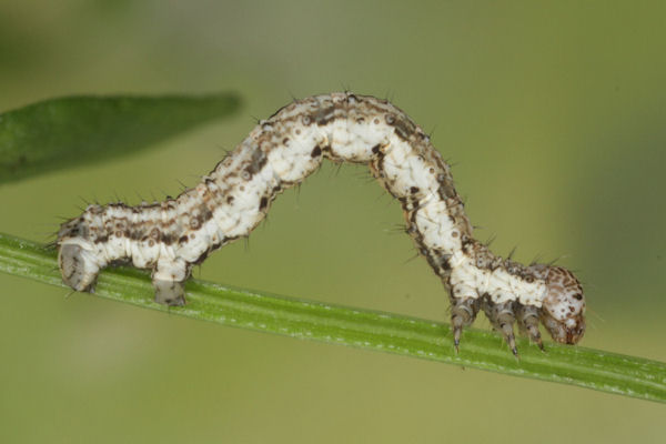 Coenotephria tophaceata: Bild 19