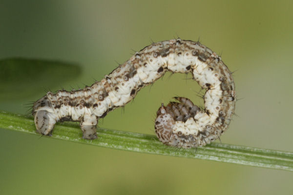 Coenotephria tophaceata: Bild 20