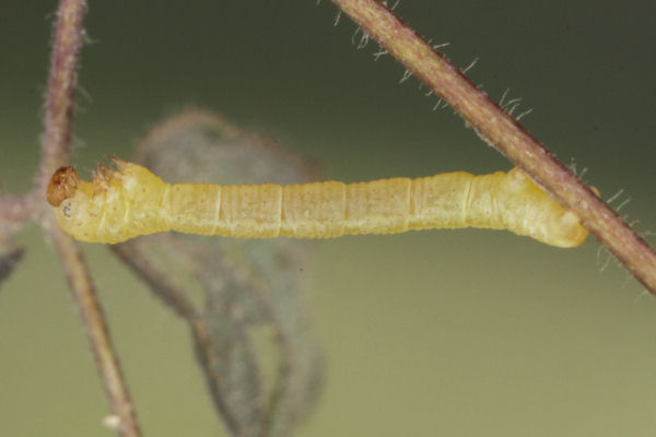 Eupithecia thalictrata: Bild 33