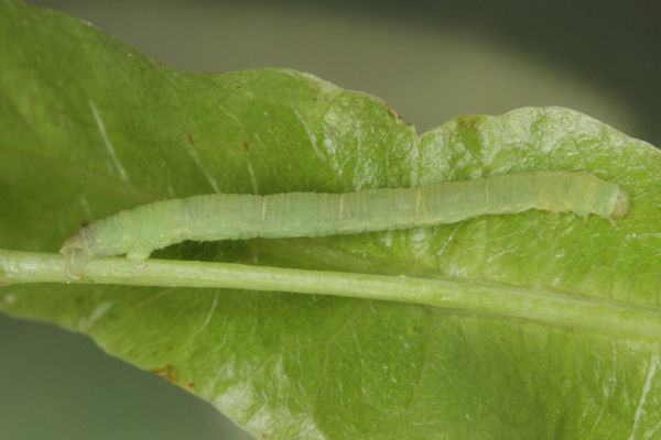 Eupithecia egenaria: Bild 26
