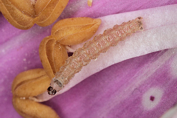 Eupithecia pulchellata: Bild 20