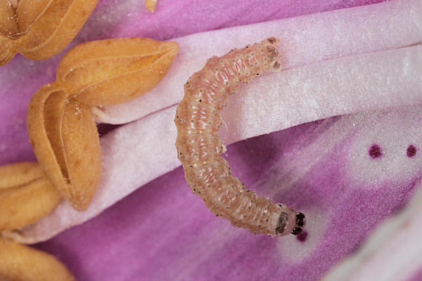 Eupithecia pulchellata: Bild 21