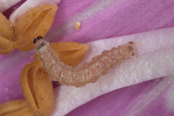 Eupithecia pulchellata: Bild 23