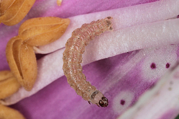 Eupithecia pulchellata: Bild 24