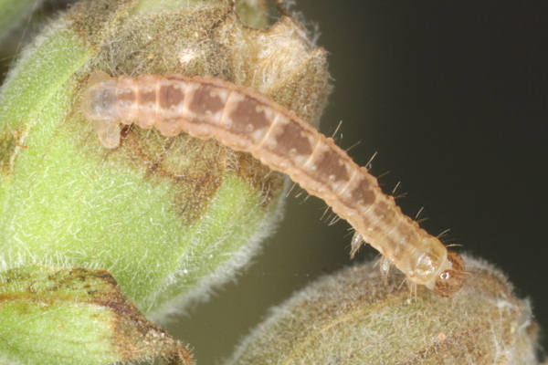 Eupithecia pulchellata: Bild 31