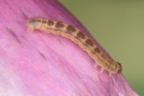 Eupithecia pulchellata: Bild 34