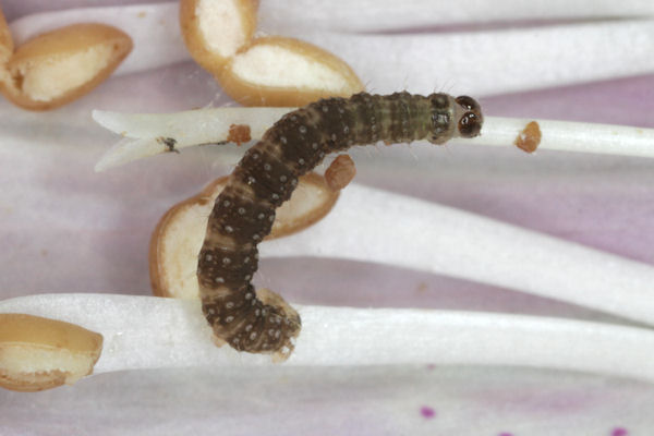 Eupithecia pulchellata: Bild 29